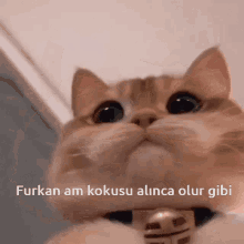 Furkan Cat GIF - Furkan Cat Furkan Am Görünce Olur Gibi GIFs