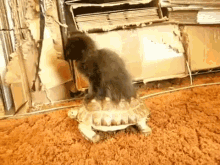 What Have I Gotten Myself Into Now? GIF - Funny Animals Cute Animals Animal Friends GIFs