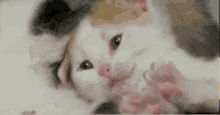 想睡 哈欠 困 晚安 猫咪 GIF - Sleepy Yawn Cat GIFs