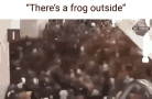 theres-a-frog-outside.gif