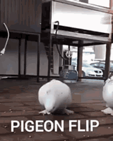 Pigeonflip GIF - Pigeonflip Pigeon Flip GIFs