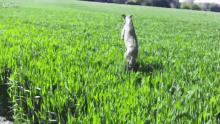 Tall Grass GIF - Tall Grass Grass Animal GIFs