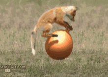 Fox Ball GIF - Fox Ball Jumping GIFs