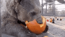Bear Pumpkin GIF - Bear Pumpkin Eating Pumpkin GIFs