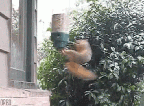 lulu-spin.gif