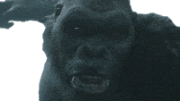 Shout King Kong Sticker - Shout King Kong Call Of Duty Warzone Stickers