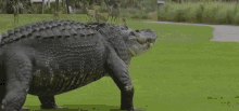 roflgator gator content hunting stalks his prey content hunting twitch