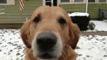 Special Delivery GIF - Animals Dog Retriever GIFs