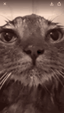 Cat Water GIF - Cat Water Funny GIFs