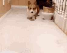 corgi good morning hi mom dog