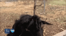 Dumb Goat GIF - Dumb Goat Silly GIFs