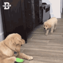 surprise dogs