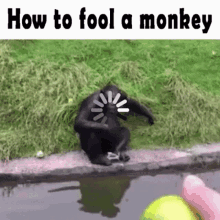 Monkey Howtofoolamonkey GIF - Monkey Howtofoolamonkey Troll GIFs