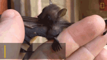 It Was Alone And Weak After Falling From A Tree When A Biologist Found It Worlds Weirdest GIF - It Was Alone And Weak After Falling From A Tree When A Biologist Found It Worlds Weirdest Bat Appreciation Day GIFs