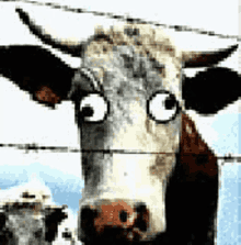 Cow Derp GIF - Cow Derp Dizzy GIFs