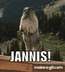 Marmot Marmot Jannis GIF - Marmot Marmot Jannis GIFs