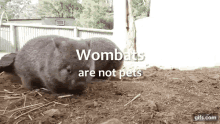 Wombat Wombats GIF - Wombat Wombats Cute GIFs