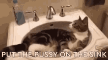 sink cat water