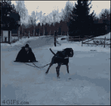 psi zaprzęg Dog-sled
