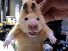Hamster Sniff - Sniff GIF - Sniff Hamster Animal GIFs