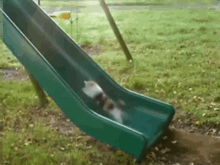 Cat Slide GIF - Cat Slide Run GIFs