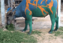 Isanboydream Cow Eating GIF - Isanboydream Cow Eating GIFs