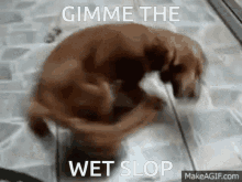 wet slop teamcas dog spinning slop