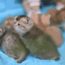 Kitten Kittens GIF - Kitten Kittens GIFs