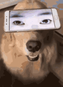 手机 狗 搞笑 眼罩 眼睛 GIF - Cell Phone Dog Puppy GIFs