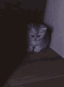 Cat Sad GIF - Cat Sad Cry GIFs
