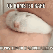 Anais Hamster GIF - Anais Hamster Rare GIFs