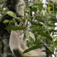 Plucking Durian Primal Survivors GIF - Plucking Durian Primal Survivors Fruit Plucking GIFs
