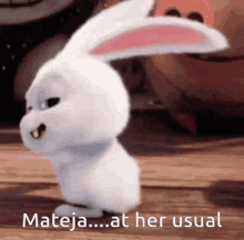 Mateja Rabbit GIF - Mateja Rabbit At Her Usual GIFs