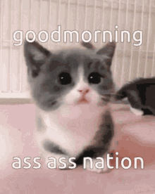 Ass Ass Nation Good Morning GIF - Ass Ass Nation Good Morning GIFs