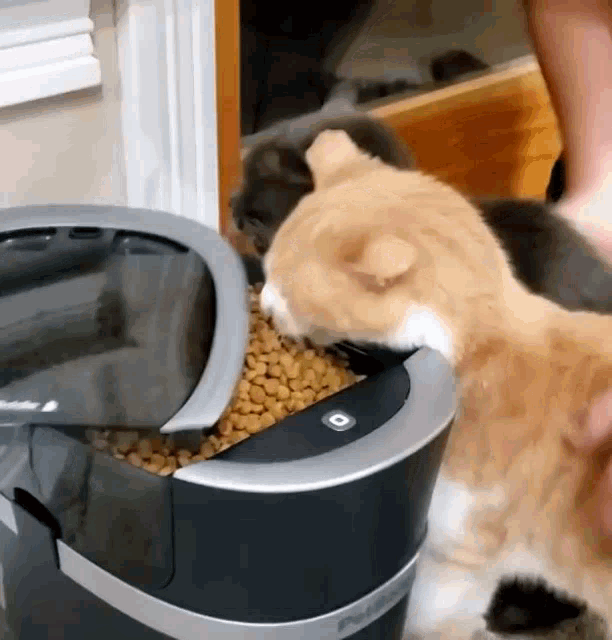 cat-steal.gif