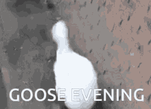 Goose Evening Good Evening GIF - Goose Evening Goose Evening GIFs