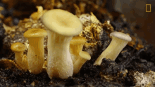 Growing Mushrooms Growing High GIF - Growing Mushrooms Growing High National Space Day GIFs