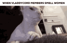 discord vladdy vladdycord