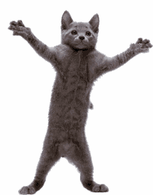 funny cat dance happy