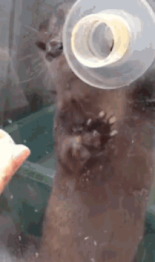 Just Gimme It! GIF - Otter Food Desperate GIFs