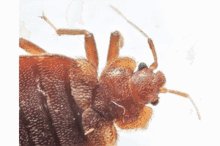 Pest Control Athens Oh Termite Control Athens Oh GIF - Pest Control Athens Oh Termite Control Athens Oh GIFs