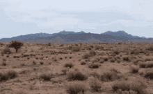 Desert Deserts GIF - Desert Deserts GIFs