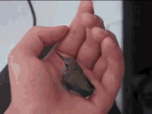 Rescued Baby Hummingbird GIF - Nature Animals Birds GIFs