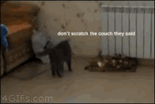 7 GIF - Dont Scratch The Couch Dont Climb The Curtain Im A Human GIFs