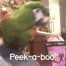 Peek A Boo The Pet Collective GIF - Peek A Boo The Pet Collective Lets Play GIFs