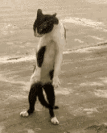 Dancing Cat GIF - Dancing Cat Dance GIFs