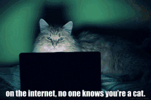 Cat Internet GIF - Cat Internet On The Internet GIFs