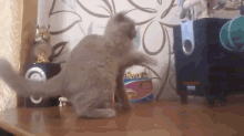 Cat Tries To Grab The Bass GIF - Cats Music Bass GIFs