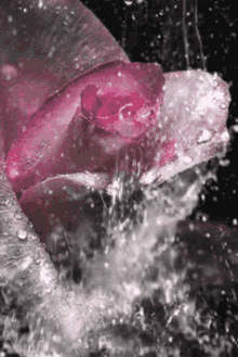 The Beautiful Rose Rose GIF - The Beautiful Rose Rose Water GIFs