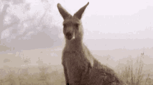 Animals Zoo GIF - Animals Zoo Kangaroo GIFs